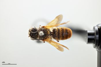 Media type: image;   Entomology 786016 Aspect: habitus dorsal view
